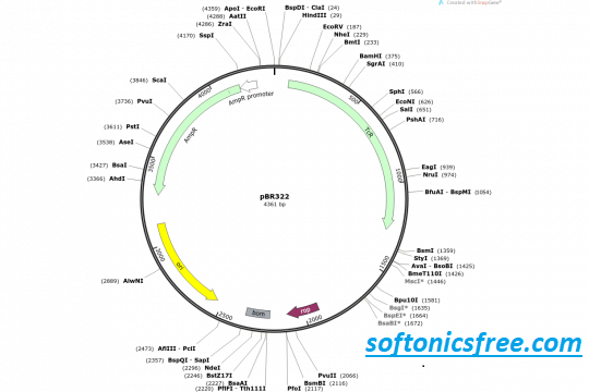 snapgene